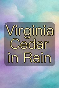 Virginia Cedar in Rain封面